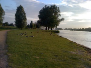 Gänse am Rhein